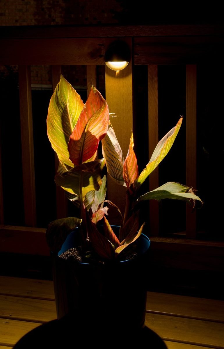 Deck light washing over a canna plant at night